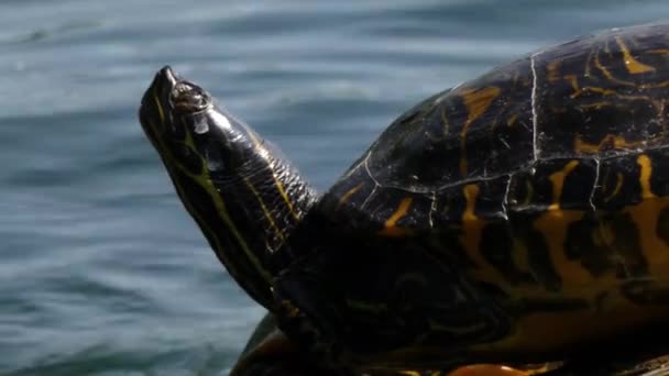 Een schildpad rustend op een rots aan het water — Stockvideo