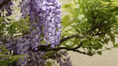tatlı wisteria baharda asma asılı