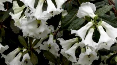 İlkbaharda büyüyen beyaz Rhododendron çalı Dalı