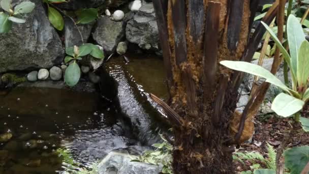 Wasserfall in einem Garten — Stockvideo