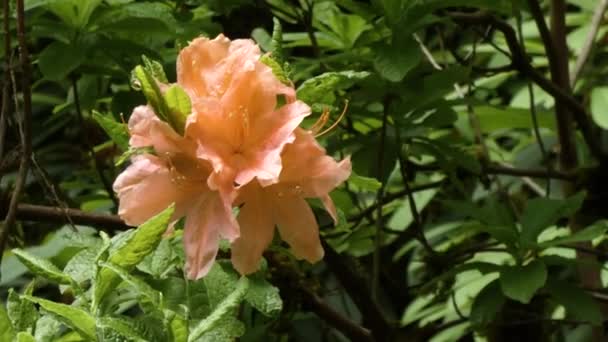 Peach colored rhododendron in springtime — Stock Video