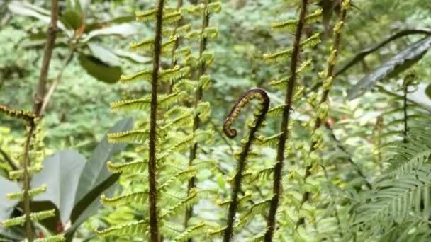 Felce pelosa che cresce in lunghi filamenti di verde — Video Stock