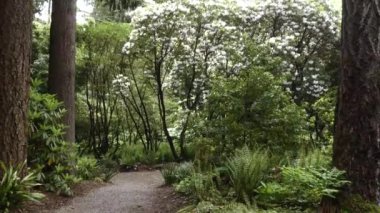botanik bahçelerinde yol boyunca rhododendron orman
