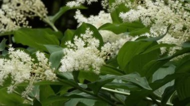 False Spirea beyaz çiçek açan çiçekler
