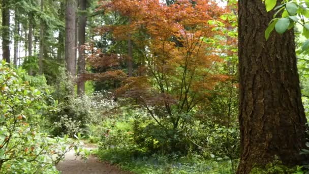 feuilles d'érable orange le long du sentier dans les jardins botaniques 