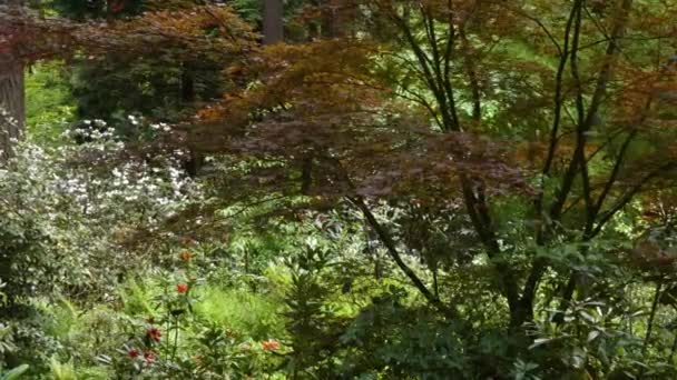 Maple leaves orange along path in botanical gardens — Stock Video