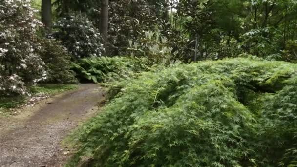 Δάσος ροδοντενδρονίων με μονοπάτι που οδηγεί μέσα από αυτό — Αρχείο Βίντεο