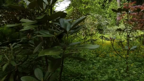 Ιαπωνικό σφενδάμι δέντρο με αγριολούλουδα βορειοδυτικό δάσος — Αρχείο Βίντεο