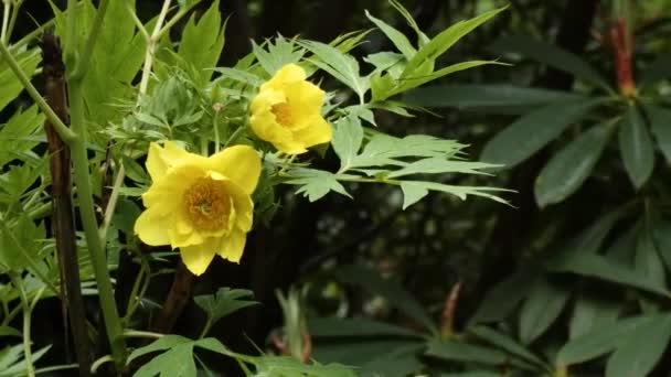 黄色の花びらをクローズアップした黄色いピオニーの花 — ストック動画