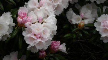 washington eyaletinde büyüyen rhododendrons pembe tonları