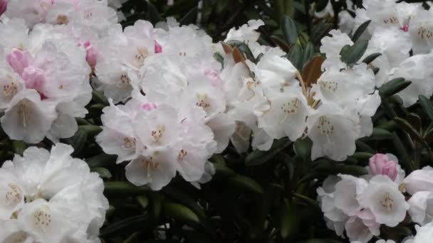 Roze tinten in rododendrons groeien in Washington State — Stockvideo