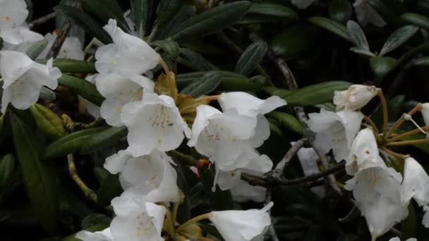 Washington eyaletinde büyüyen rhododendrons pembe tonları — Stok video