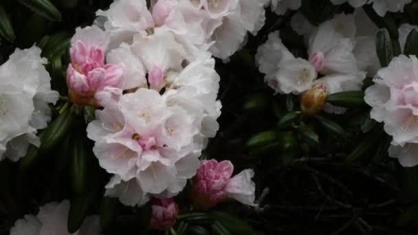 Rosatöne in Rhododendrons wachsen im Washingtonstaat — Stockvideo