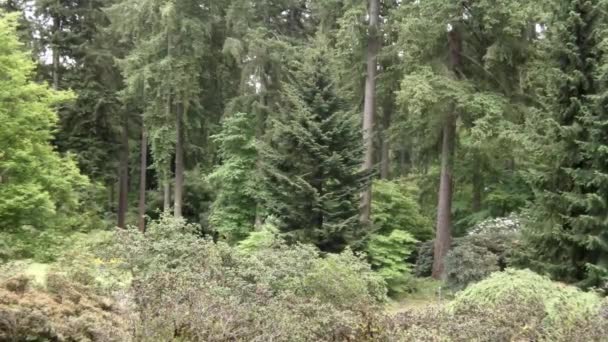 Рост мха в горных лесах — стоковое видео