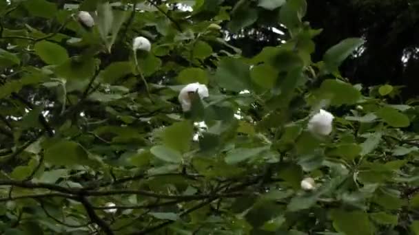 Gran magnolia árbol de apertura florece en primavera — Vídeo de stock