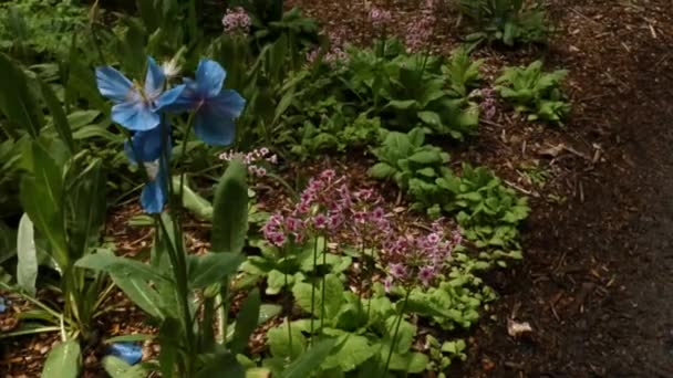 Plan rapproché d'un coquelicot bleu vibrant dans la brise avec des abeilles pollinisant — Video