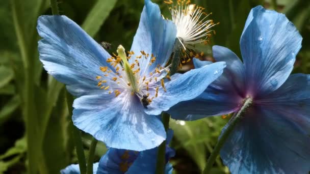 Plan rapproché d'un coquelicot bleu vibrant dans la brise avec des abeilles pollinisant — Video