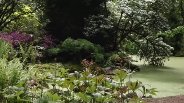 Asain tuin met een grindpad wraping rond een vijver gevuld met groene eendenkweed — Stockvideo