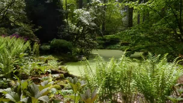 Сад асаїну з гравійною доріжкою, що обертається навколо ставка, наповненого зеленою качкою — стокове відео