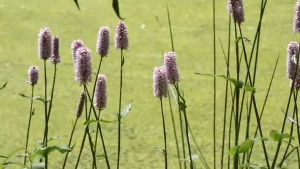 Asain tuin met een grindpad wraping rond een vijver gevuld met groene eendenkweed — Stockvideo