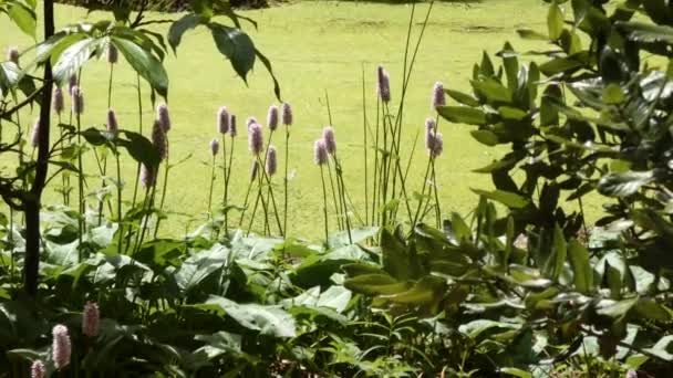 Zahrádka se štěrkovou pěšinkou kolem rybníka plněného zeleným hulení — Stock video