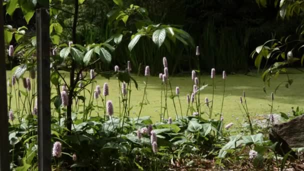 Asain κήπο με ένα μονοπάτι χαλίκι που γεμίζει γύρω από μια λιμνούλα γεμάτη με πράσινο χόρτο — Αρχείο Βίντεο