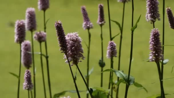 Giardino asain con un sentiero di ghiaia che avvolge uno stagno pieno di anatra verde — Video Stock