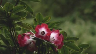 Impala Lily kırmızı ve beyaz ve siyah çiçeklenme