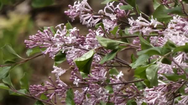 Närbild av rosa lila blommor i våren Garden — Stockvideo