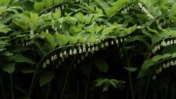 Solomans pecsét fehér virágokkal lógó lánc — Stock videók