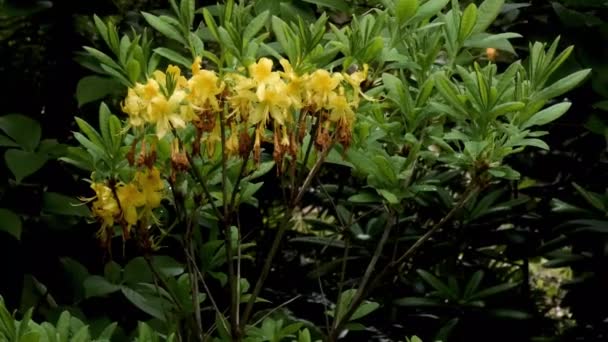 Goldgelber Rhododendron blüht im Frühling — Stockvideo