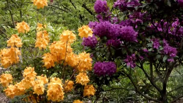 Arbustos rododendros de color naranja brillante y púrpura oscuro plantados uno al lado del otro — Vídeo de stock