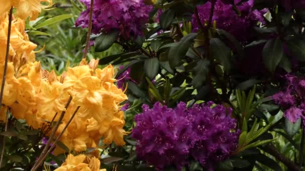 Arbustos rododendros de color naranja brillante y púrpura oscuro plantados uno al lado del otro — Vídeo de stock