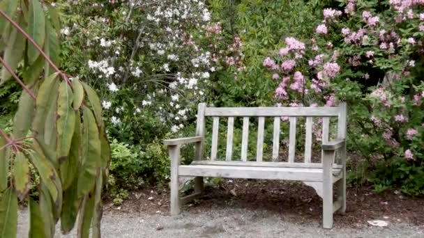 Wooden park bench on the edge of a gravel path in a rhododendron garden — Stock Video
