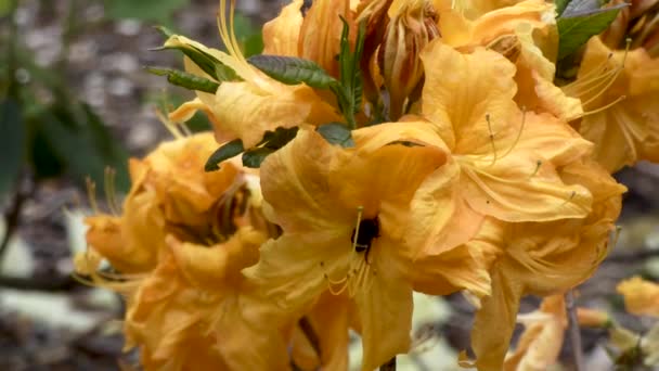 Goudgele Rhododendron bloeit in de lente — Stockvideo