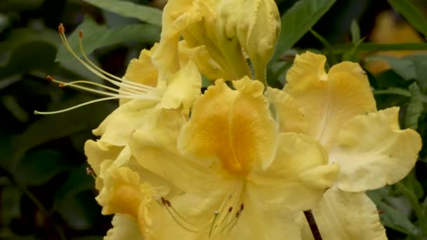 Guldgula Rhododendron blommar på våren — Stockvideo