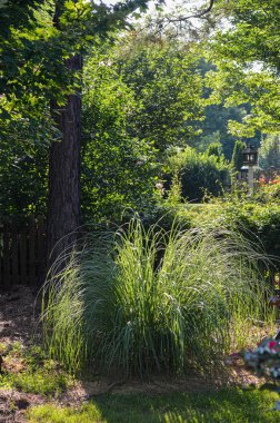 hafif bir yazı ile tropikal yeşil bahçe