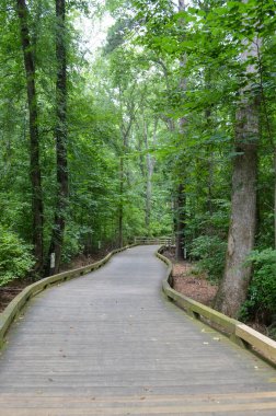 yoğun güney carolina orman boyunca önde gelen uzun boardwalk