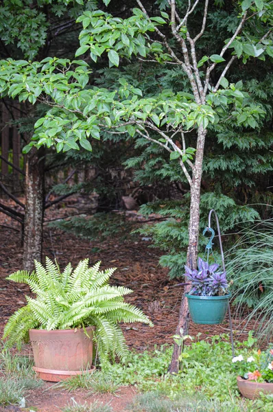 Jardin rural avec pots de fleurs autour d'un arbre — Photo