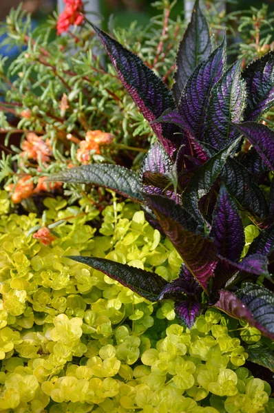 Grüne Bodendeckerpflanze um einen kleinen Strauch mit leuchtend violetten Blättern — Stockfoto