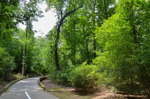 Long boardwalk leading through dense south carolina forest — Stock Photo, Image