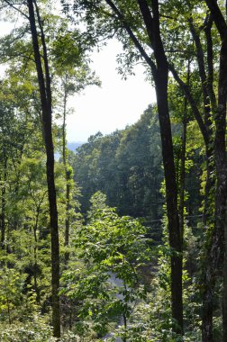 Yoğun bir ormanda, güneşli bir günde uzun ağaçlar