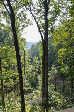 Yoğun bir ormanda, güneşli bir günde uzun ağaçlar