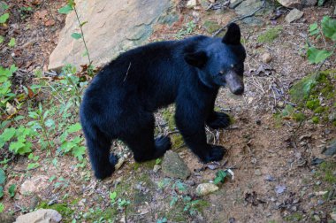 Vahşi siyah ayı ormanda dolaşıyor.