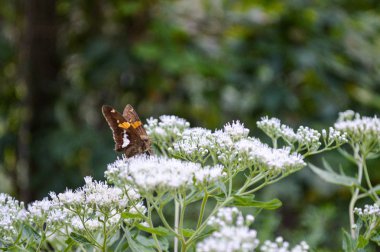Renkli kelebek ormandaki bir kır çiçeğine kondu.
