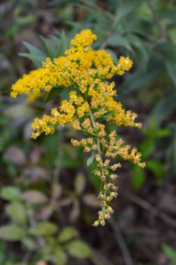 Ormanda yetişen sarı çiçekler.