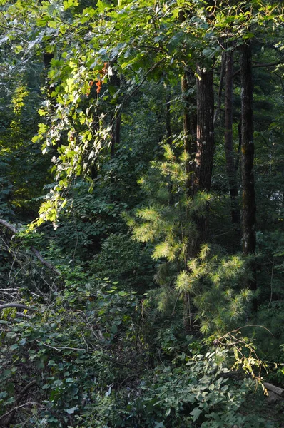 Árboles altos en un bosque denso en un día soleado —  Fotos de Stock