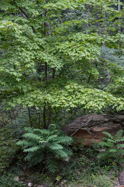 Ψηλά δέντρα που μεγαλώνουν μέσα σε ένα πυκνό καταπράσινο δάσος — Φωτογραφία Αρχείου