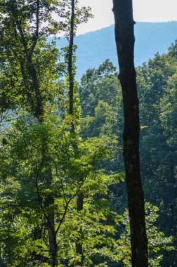 Yoğun yeşil bir ormanda büyüyen uzun ağaçlar.