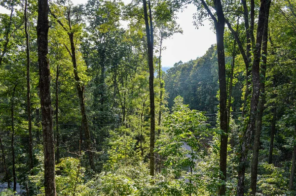 Árvores altas em uma floresta densa em um dia ensolarado — Fotografia de Stock